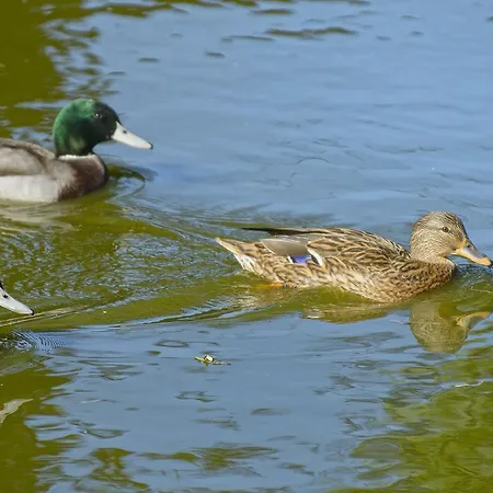 Domaine De La Cour Sainte-Gemme-dʼAndigné