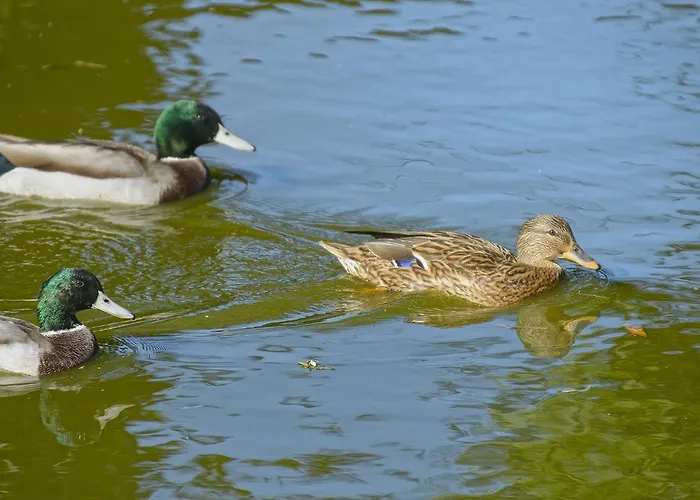 Domaine De La Cour Sainte-Gemme-dʼAndigné